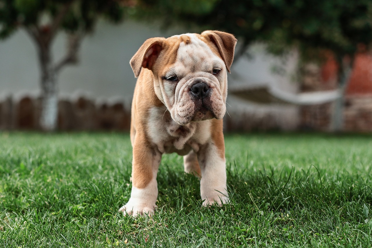 Bulldog Inglese 3