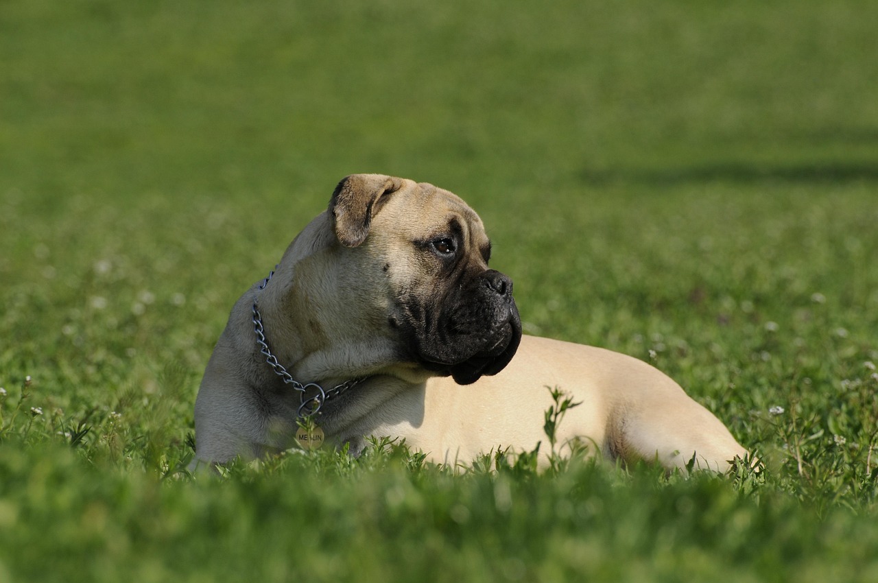 Bullmastiff 2