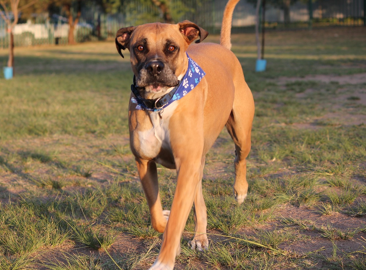 Bullmastiff 4