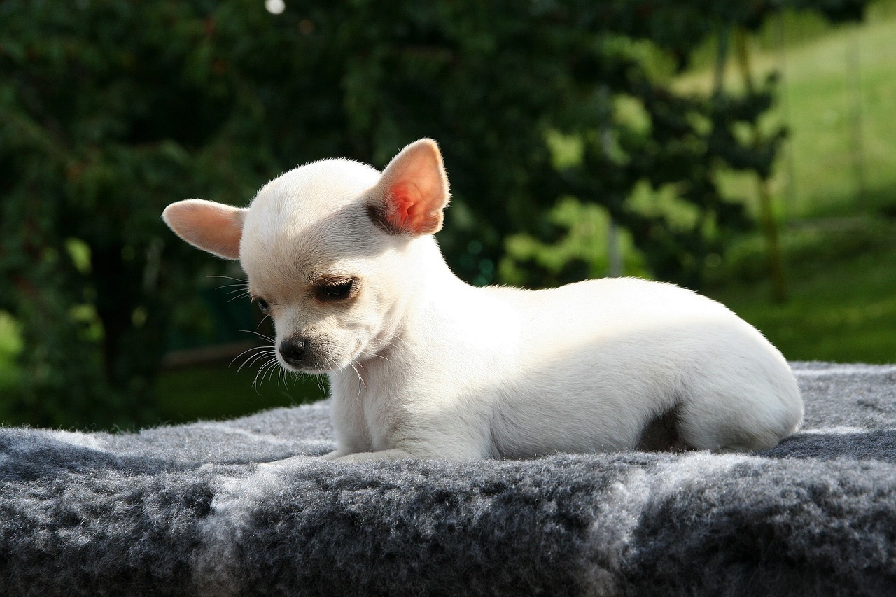 Chihuahua 2