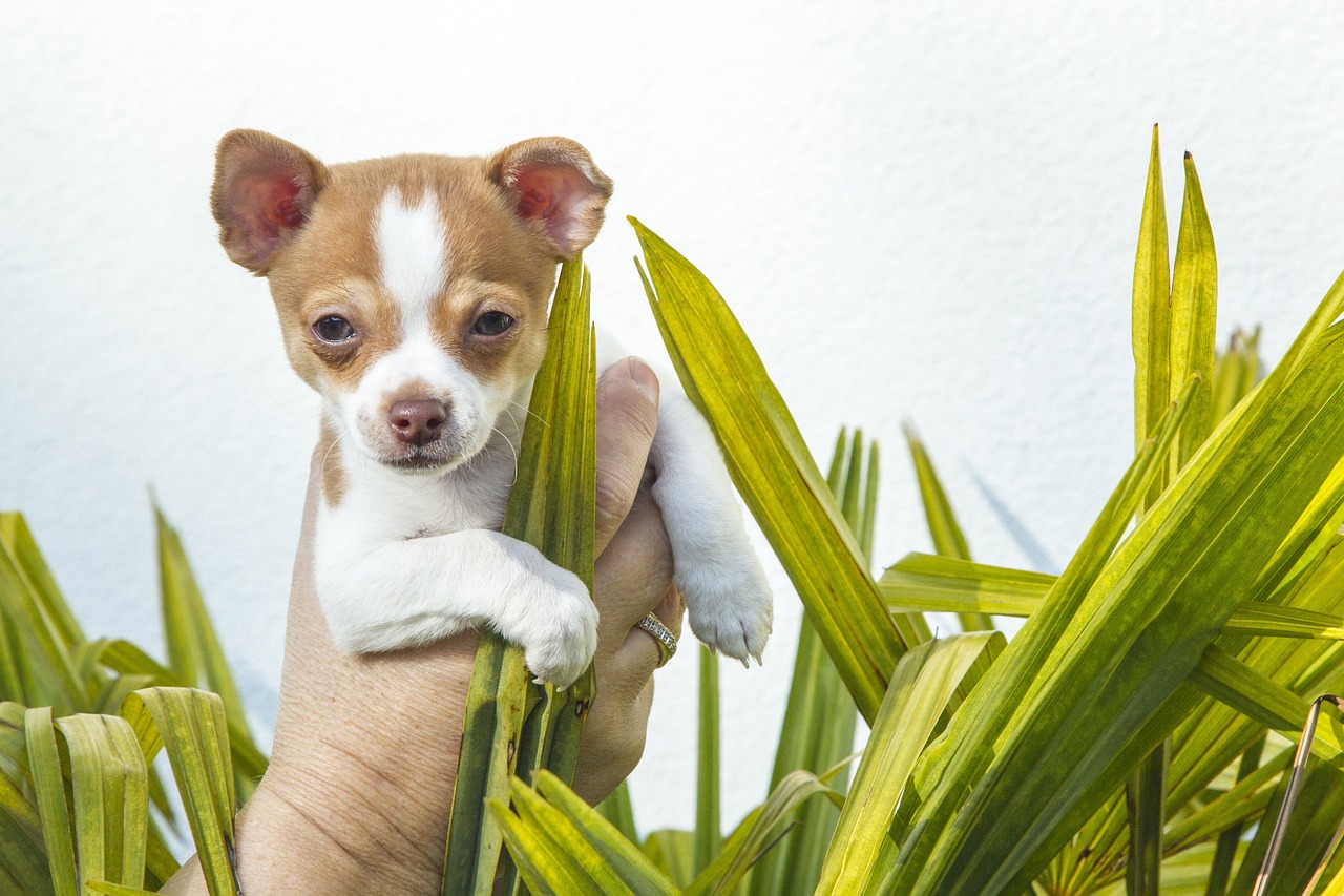 Chihuahua 3