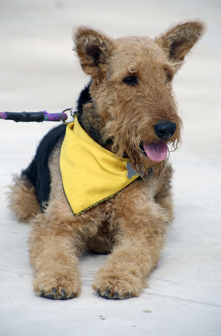 airedale terrier 2