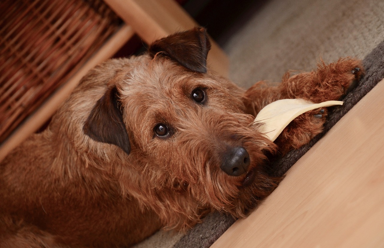 airedale terrier 3
