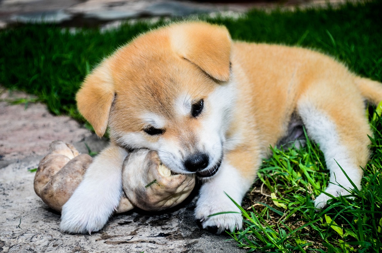 akita 2