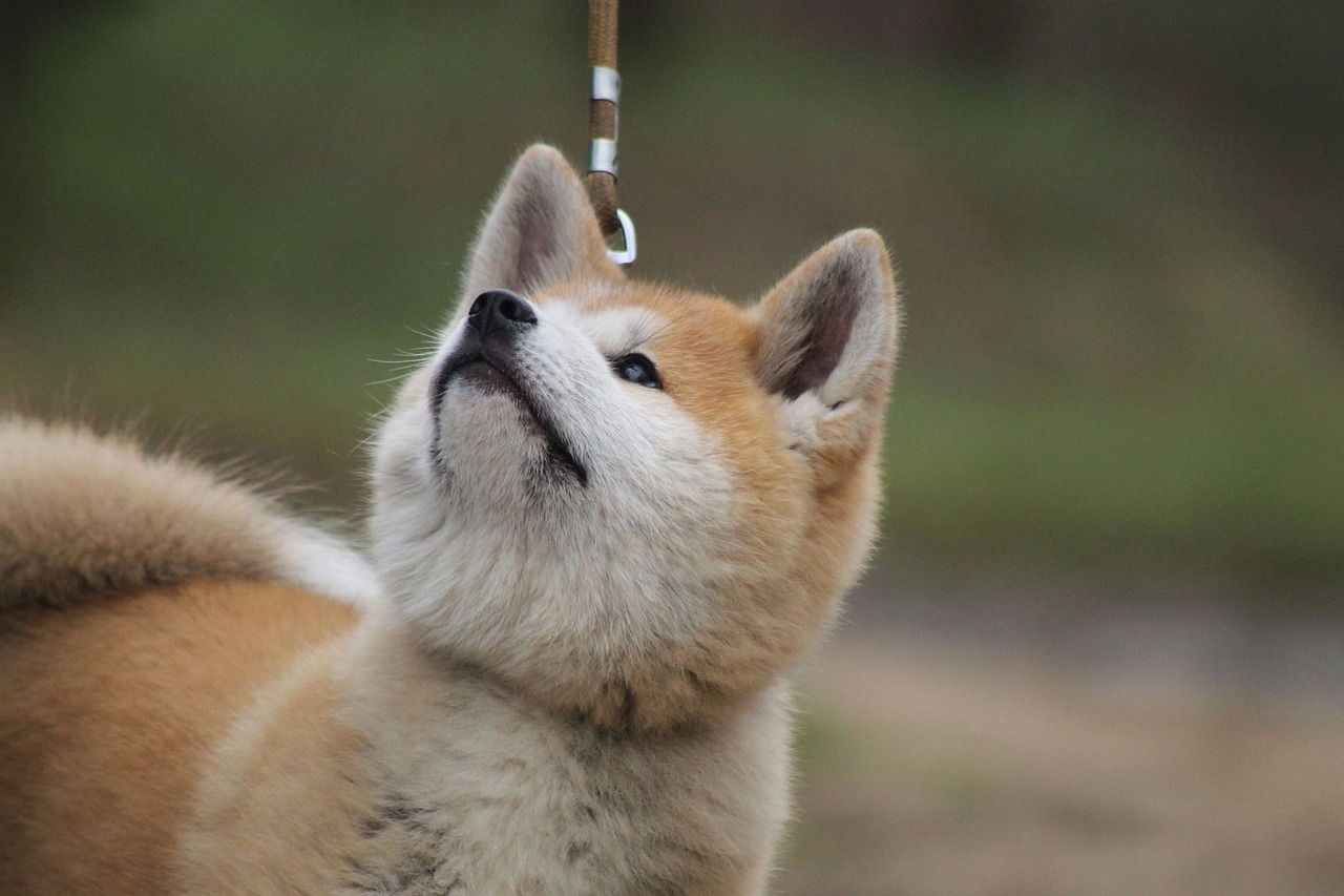 akita 3