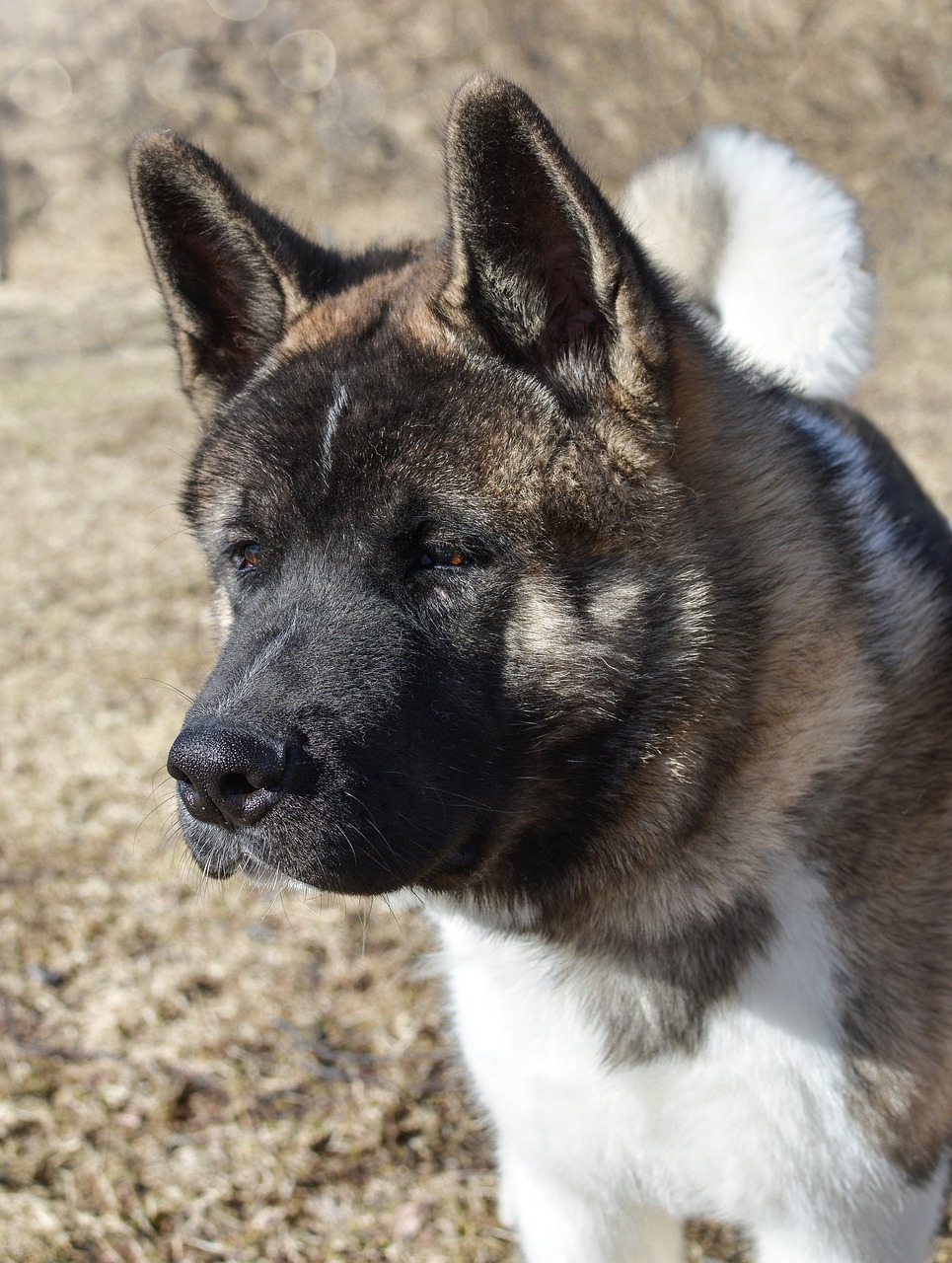 akita americano 2