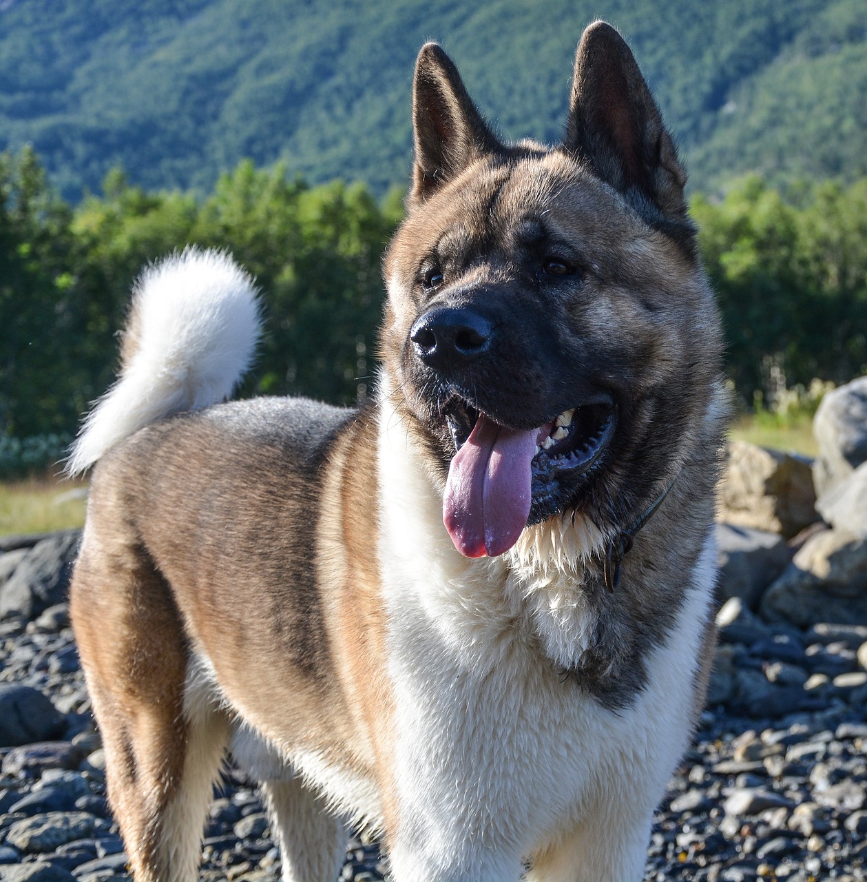 akita americano 3