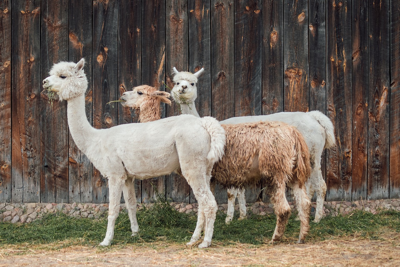 alpaca 3