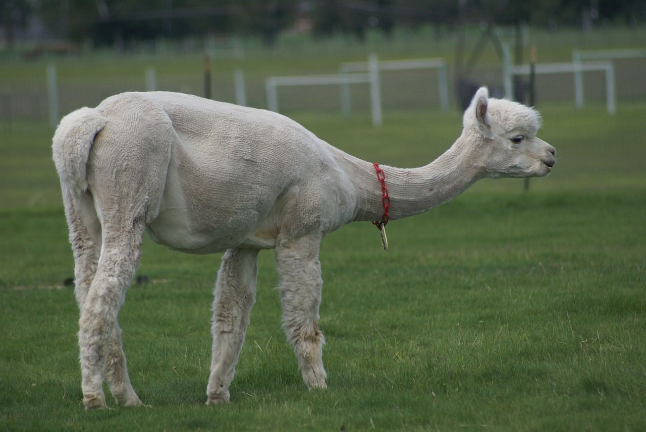 alpaca