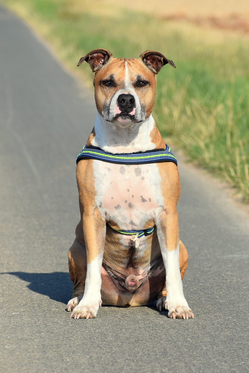 amstaff 3