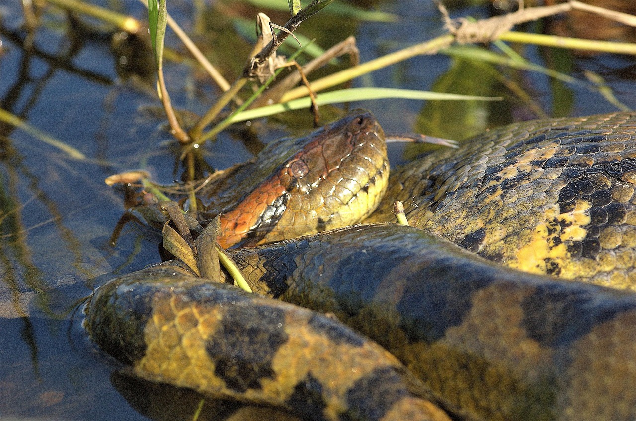 anaconda 2