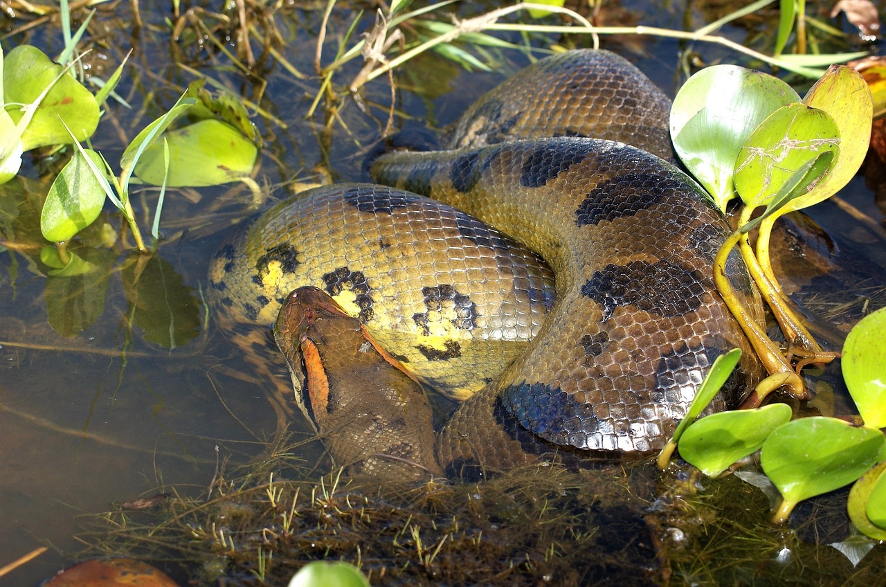 anaconda 3