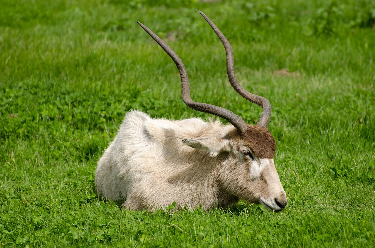 antilope addax 2
