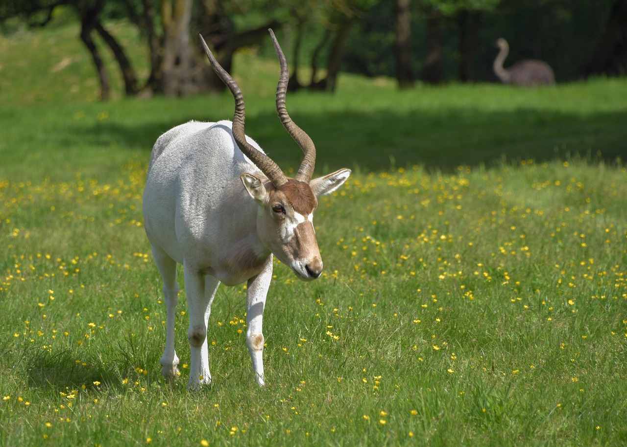 antilope addax 3
