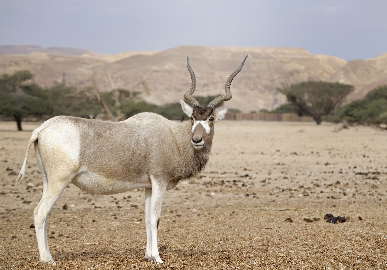 antilope addax