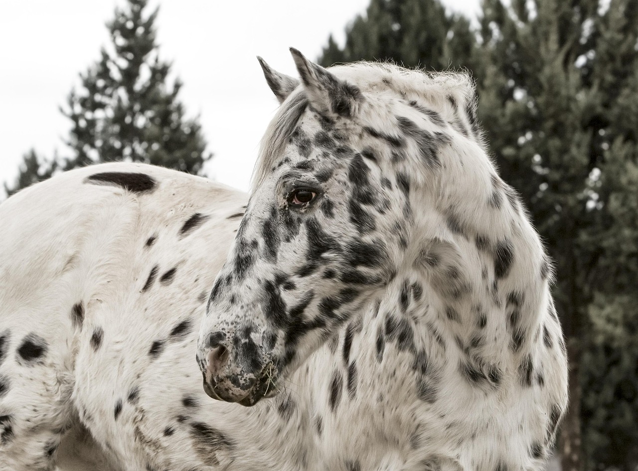 appalosa cavallo 2