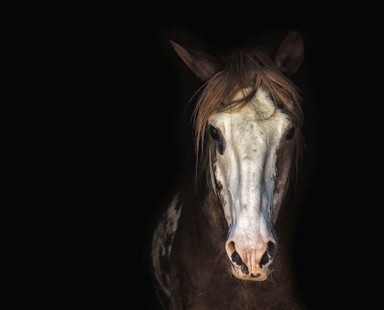 appalosa cavallo 4