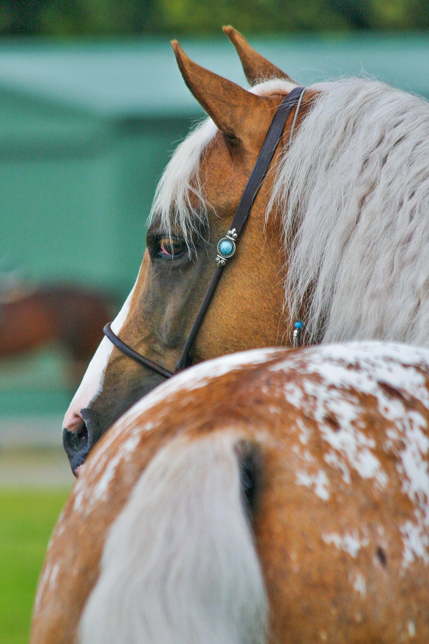 appalosa cavallo