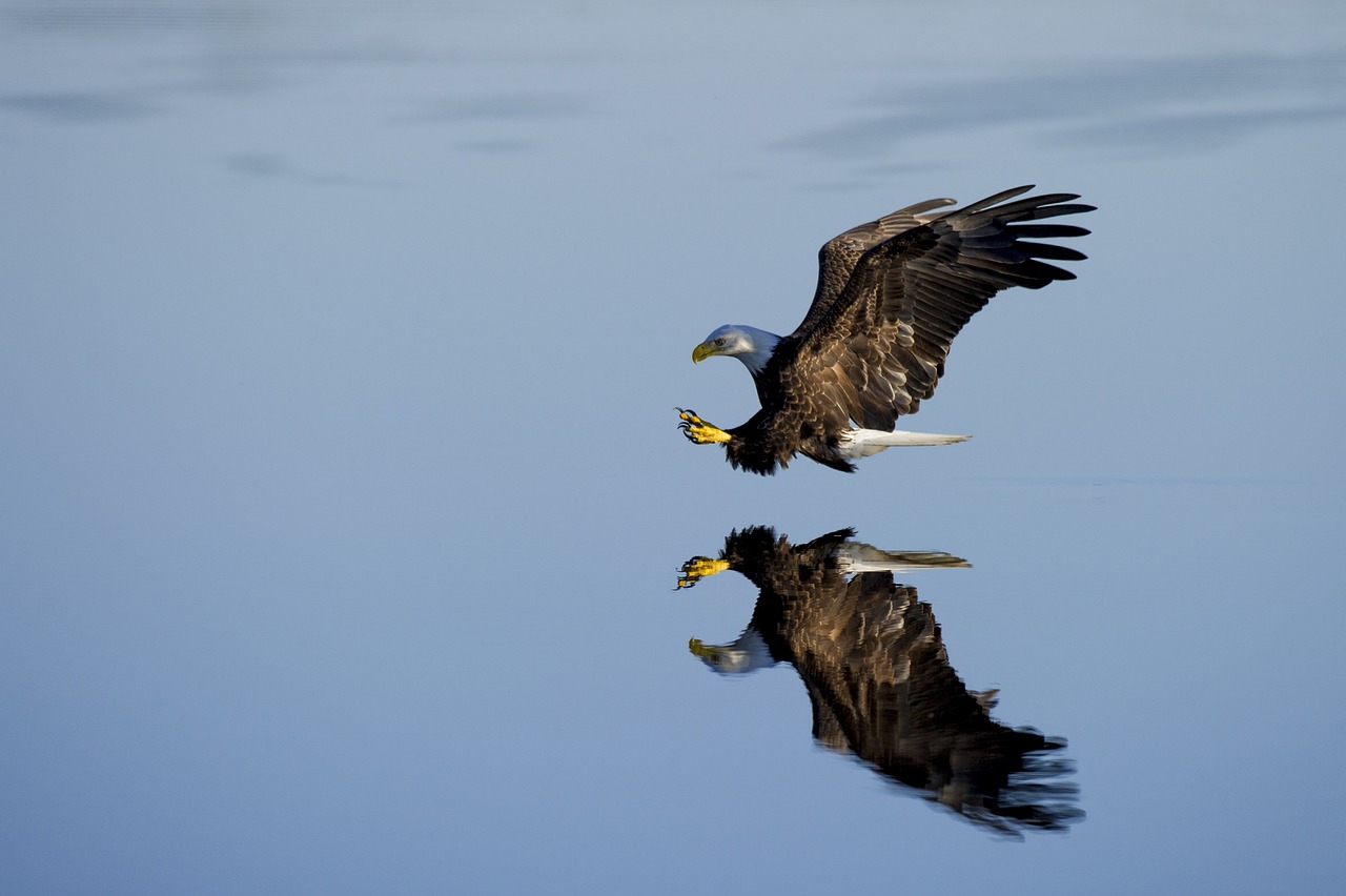 aquila reale 2