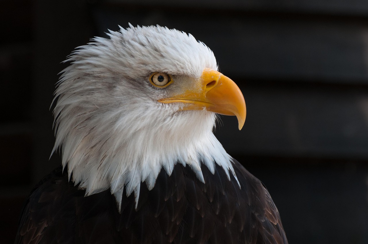 aquila reale