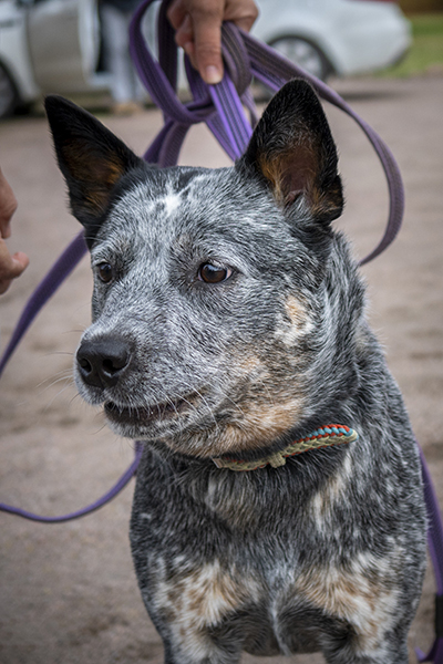 australian cattle dog 2
