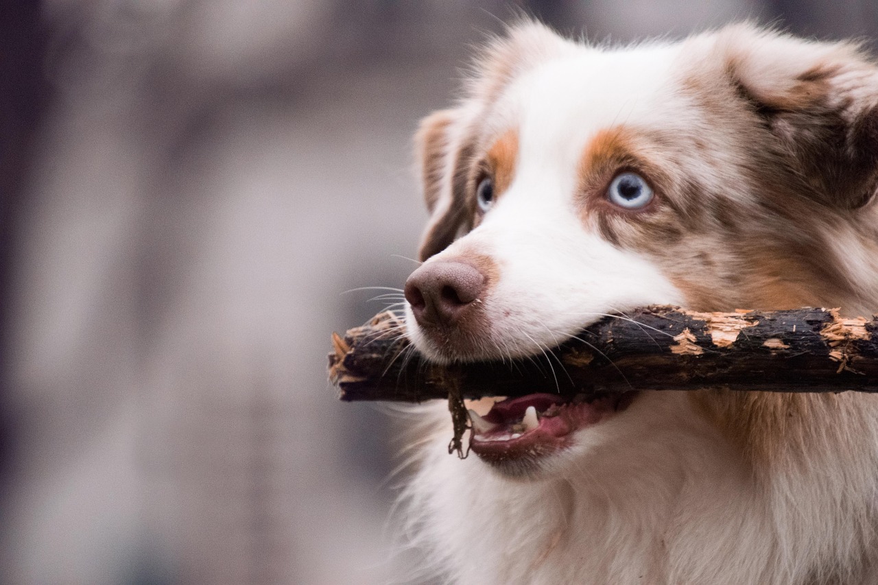australian shepherd 2