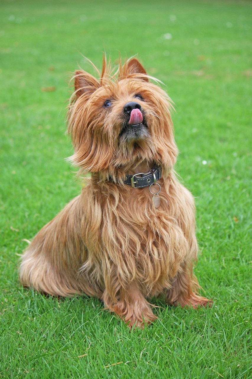 australian terrier 2