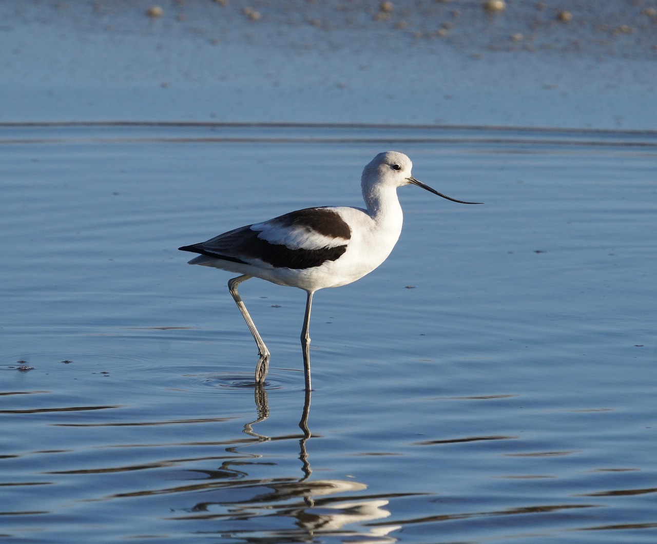 avocetta 2