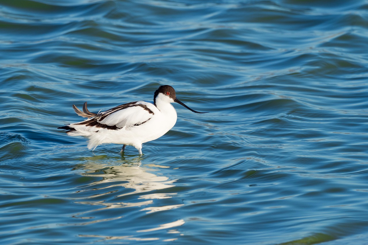 avocetta 3
