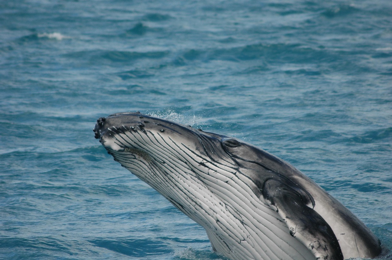 balena azzurra 2
