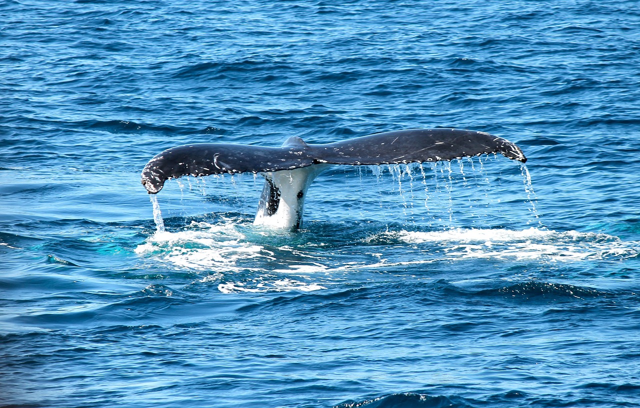balena azzurra