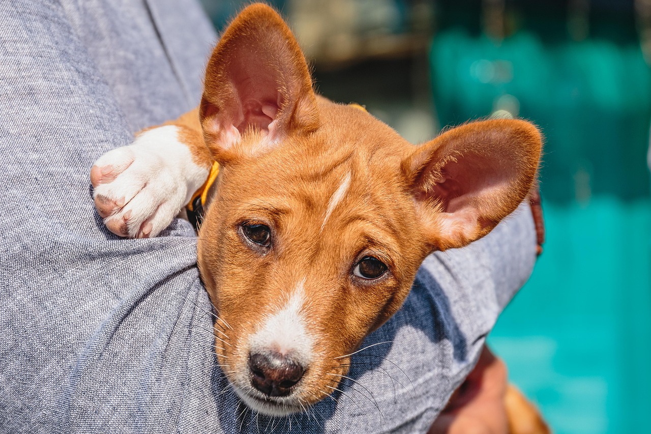 basenji 2