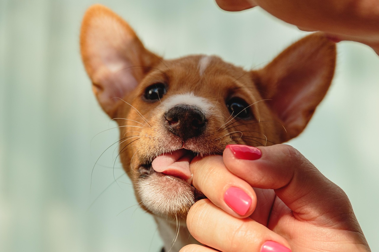 basenji 3