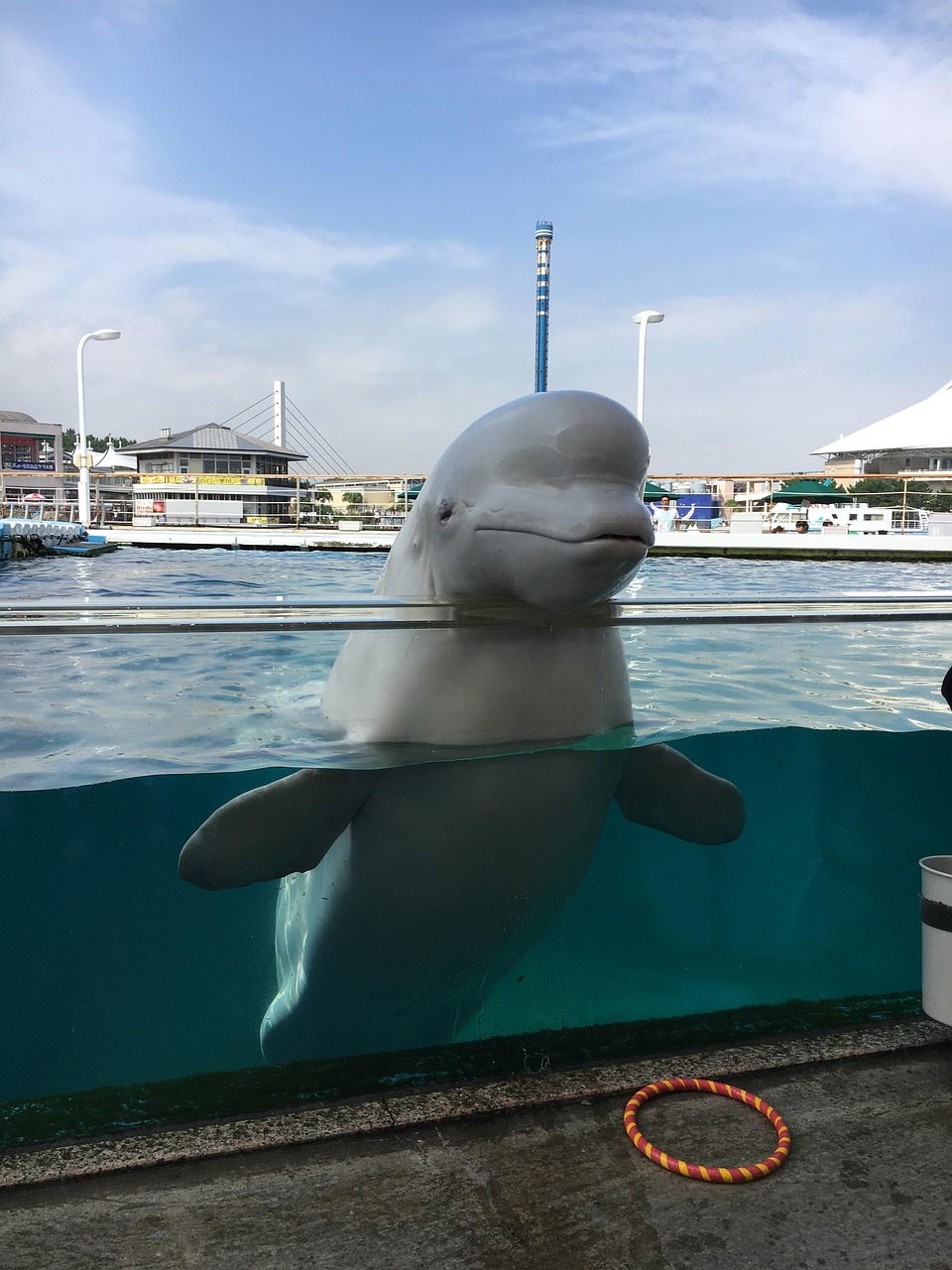 beluga 3