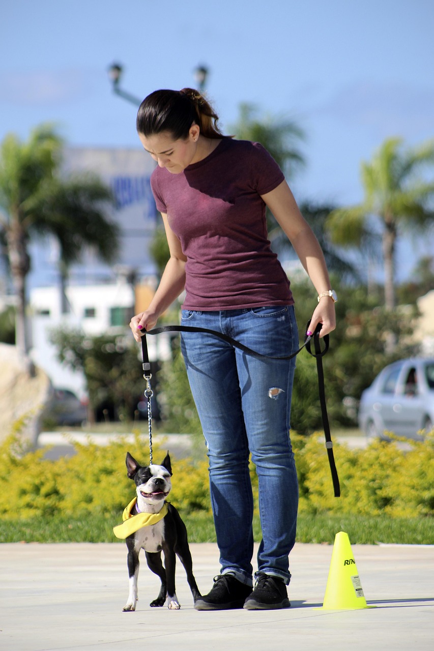 boston terrier 3