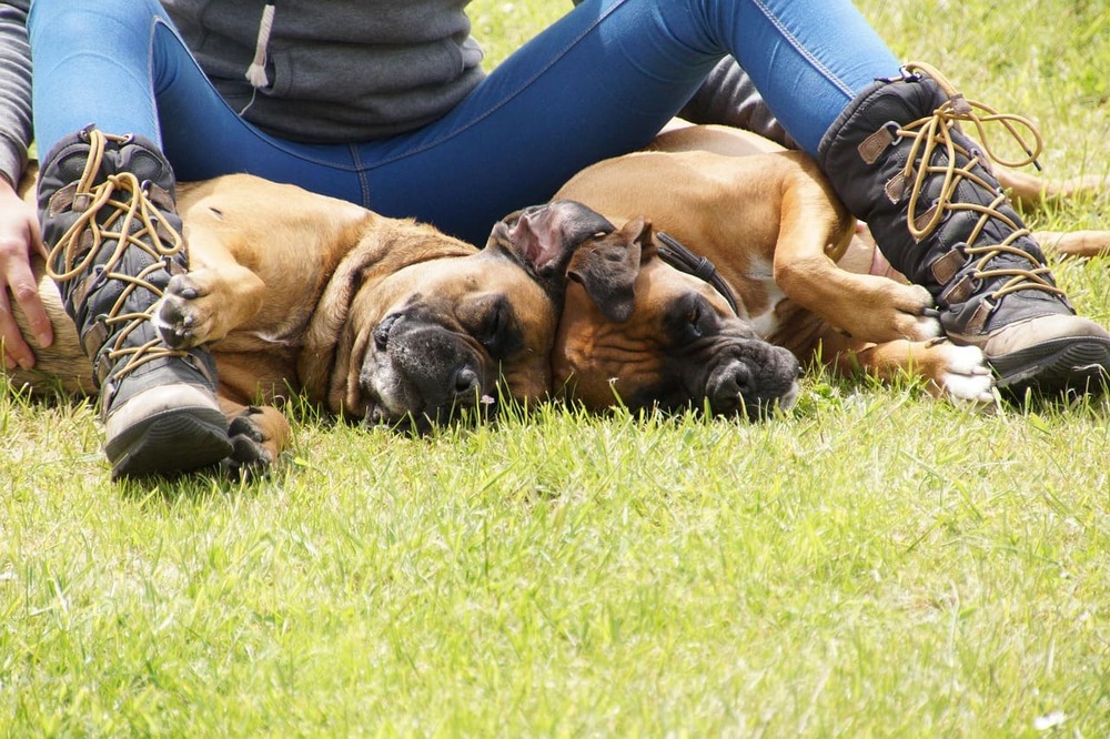 boxer 2