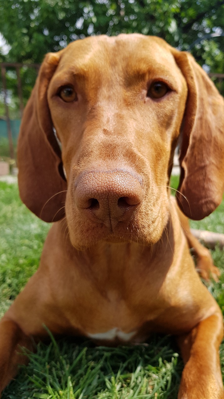 bracco ungherese 2