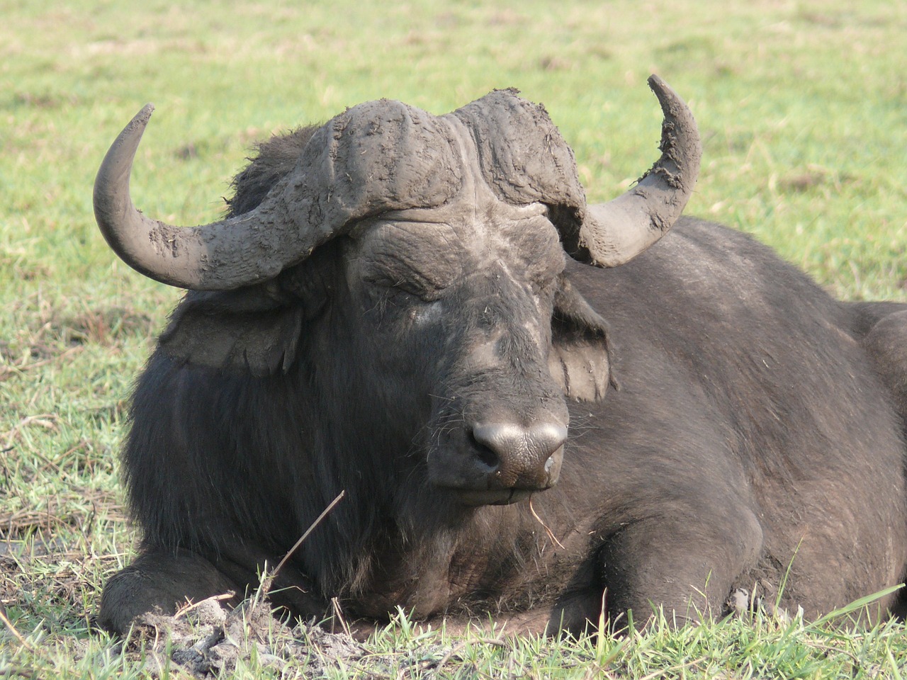 Bufalo d'acqua