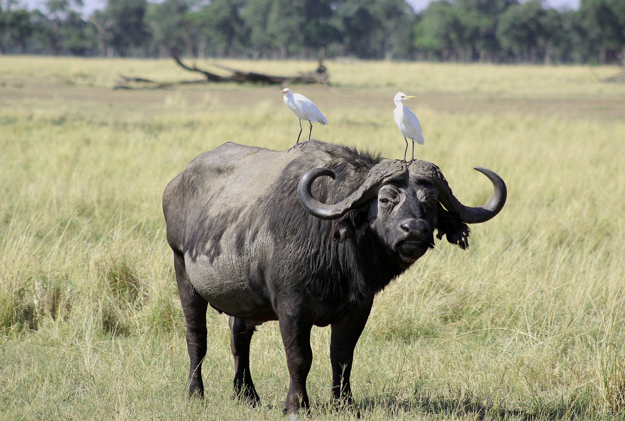 bufalo africano 2