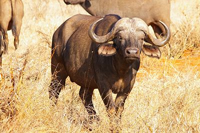 bufalo africano