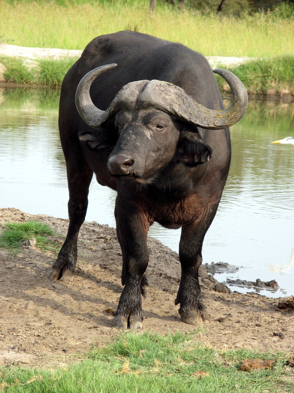 bufalo dacqua