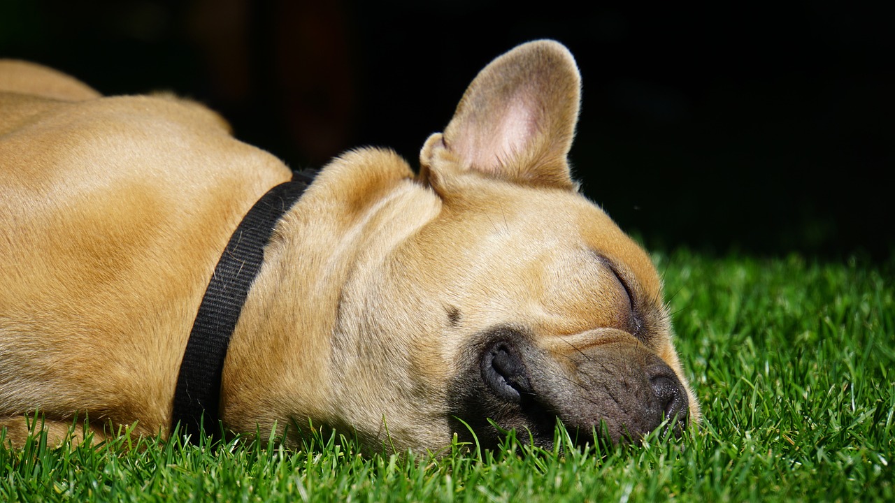 bulldog francese 2