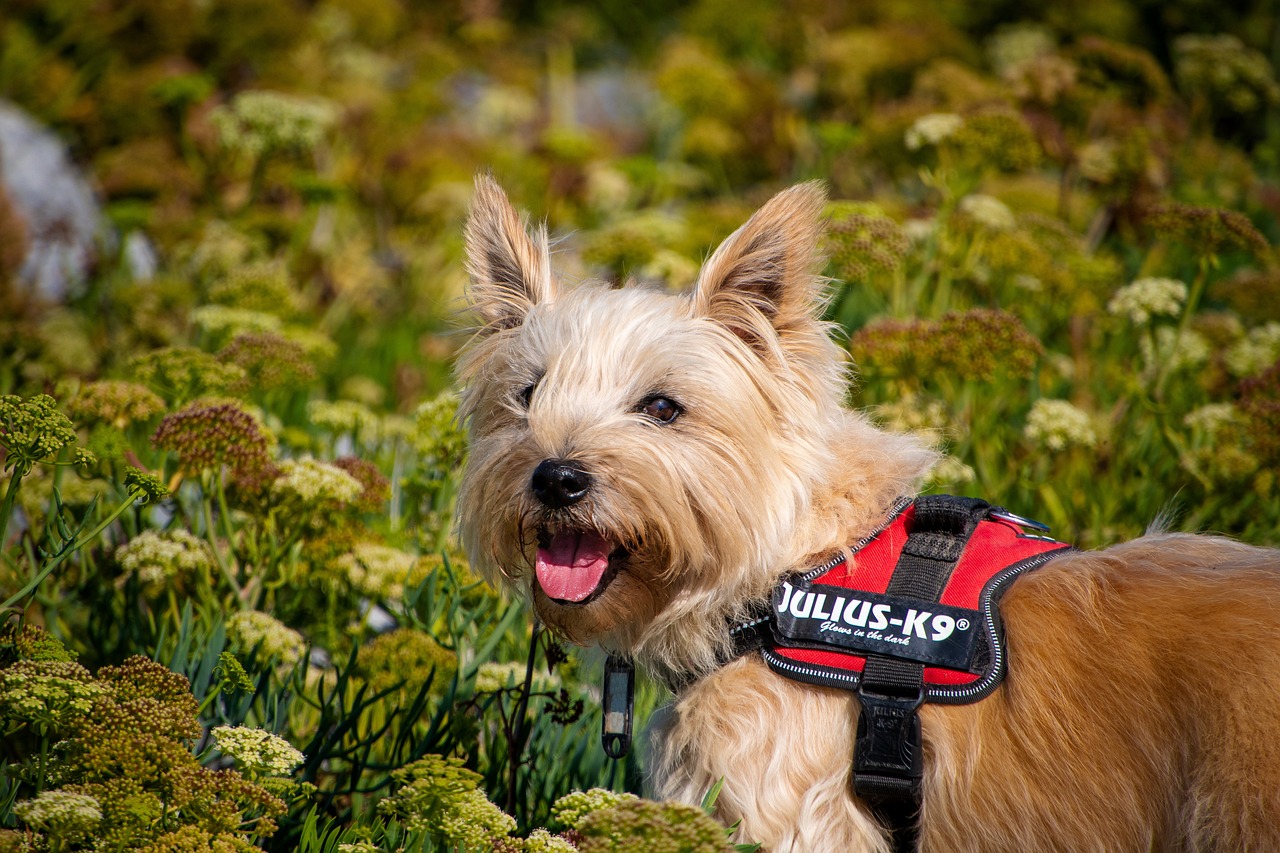 cairn terrier 2