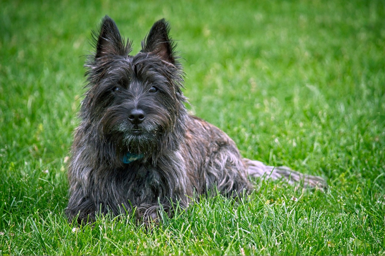 cairn terrier 4