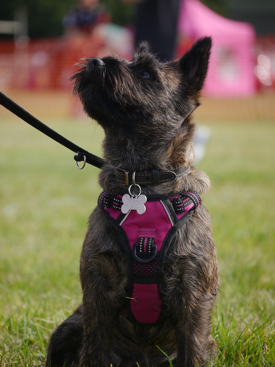 cairn terrier