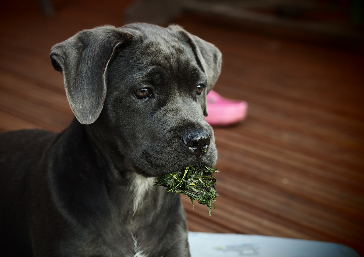 cane corso 2