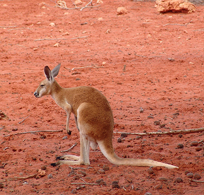 canguro rosso