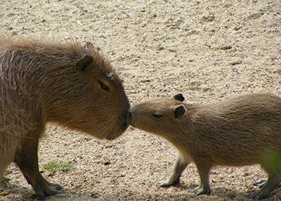 capibara