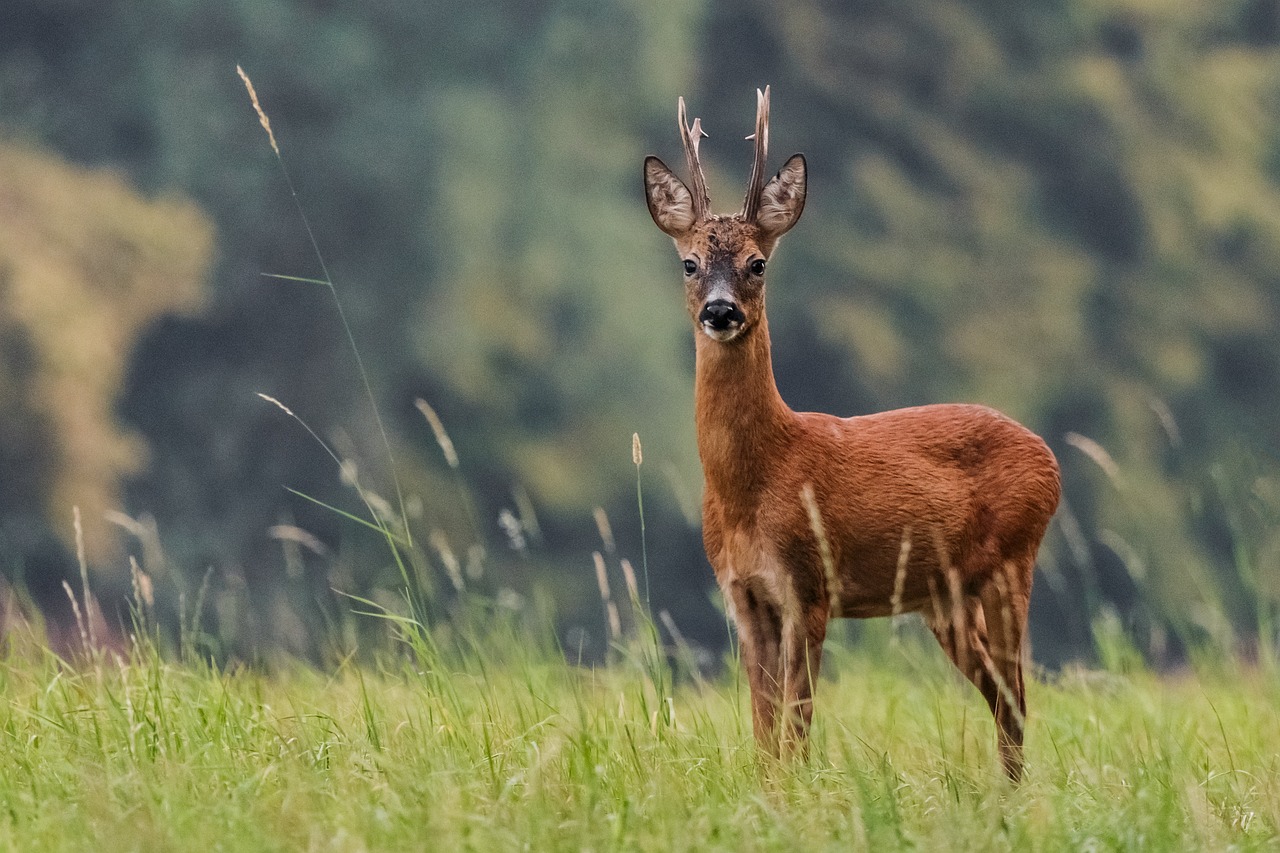 capriolo 2