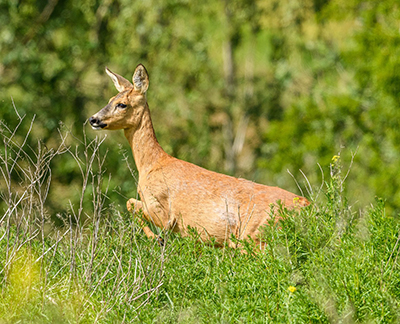 capriolo 3